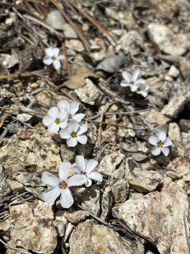Image of Linanthus concinnus by (c) Matt Berger, some rights reserved (CC BY)