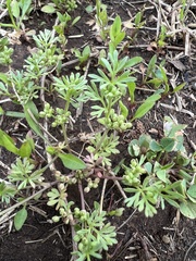 Ammoselinum