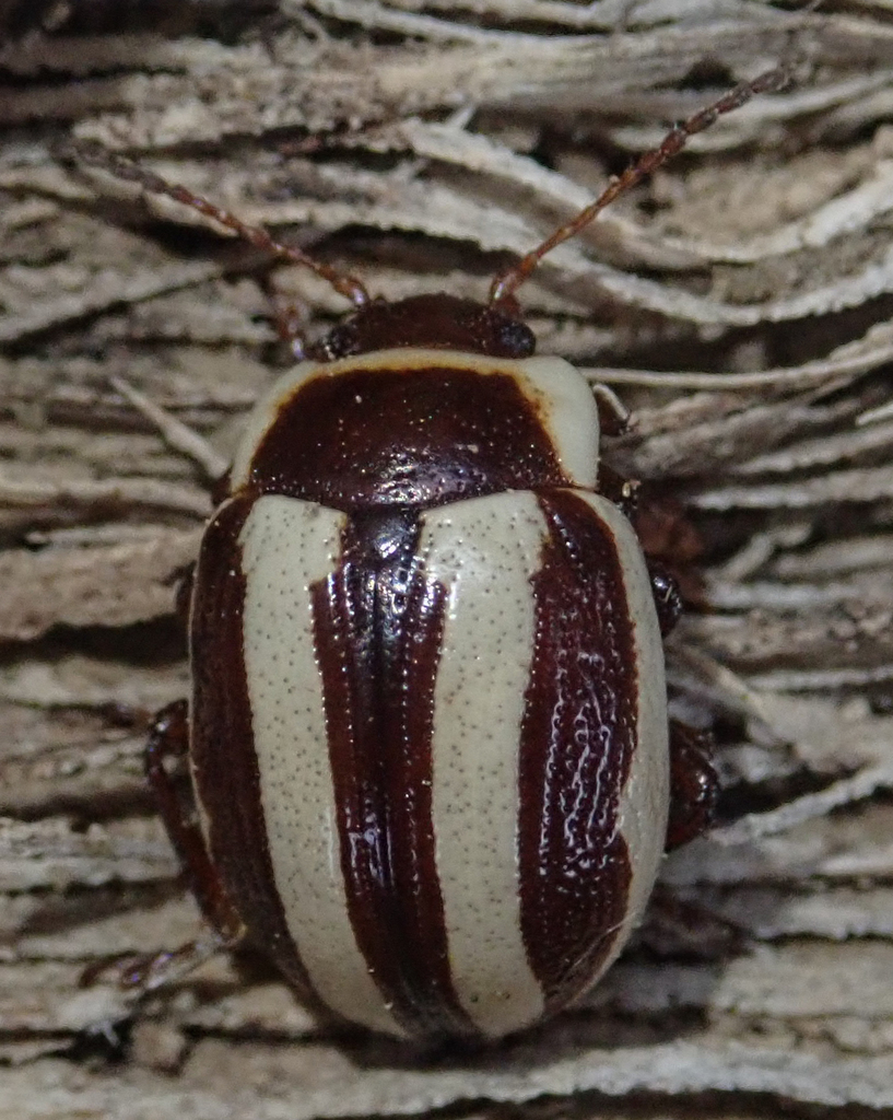 Calligrapha praecelsis