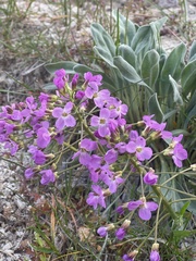 Phoenicaulis