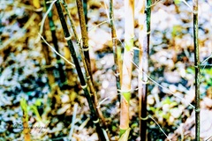 Phyllostachys nigra