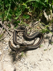 Thamnophis butleri