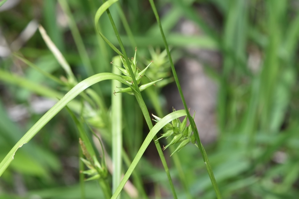 southern long sedge