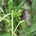 Carex lonchocarpa - Photo (c) Jake Smith, osa oikeuksista pidätetään (CC BY-NC), lähettänyt Jake Smith