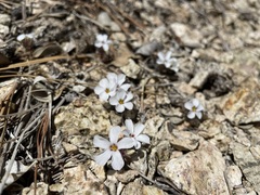 Linanthus concinnus