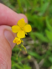 Physaria gracilis gracilis