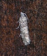 Retinia gemistrigulana
