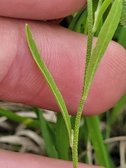Physaria gracilis gracilis