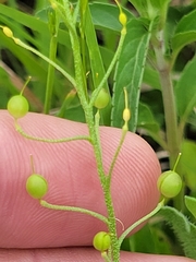 Physaria gracilis gracilis