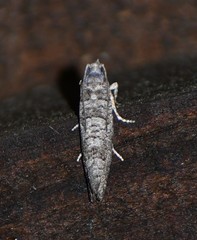 Retinia gemistrigulana