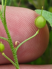 Physaria gracilis gracilis