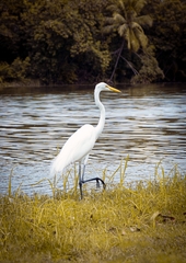 Ardea alba