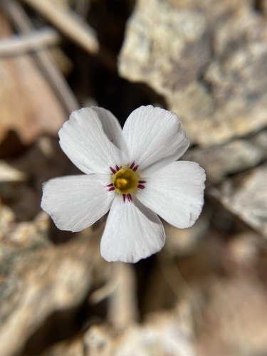 Image of Linanthus concinnus by (c) Matt Berger, some rights reserved (CC BY)