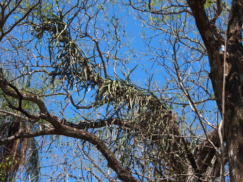 Selenicereus costaricensis