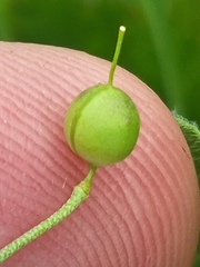 Physaria gracilis gracilis