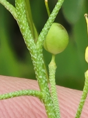 Physaria gracilis gracilis