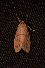 Miltochrista arcuata