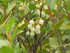 Vaccinium wrightii