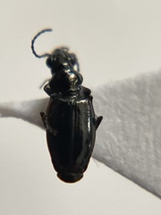 Bembidion dyschirinum