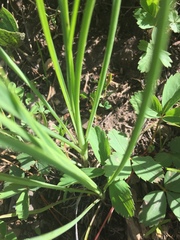 Valeriana sitchensis