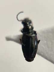 Bembidion dyschirinum