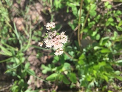 Valeriana sitchensis