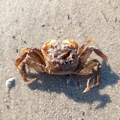 Cyrtograpsus angulatus