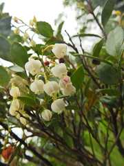 Vaccinium wrightii