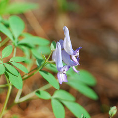 Corydalis turtschaninovii