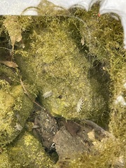 Caecidotea