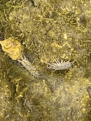 Caecidotea