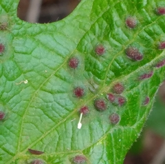 Colomerus vitis