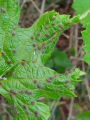 Colomerus vitis