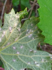 Colomerus vitis