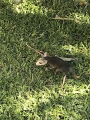 Didelphis virginiana