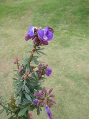 Periandra mediterranea