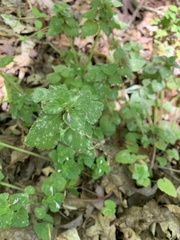 Neoerysiphe galeopsidis