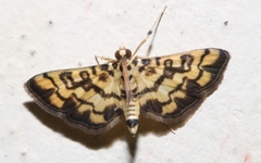 Glycythyma chrysorycta