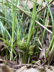 Carex reznicekii
