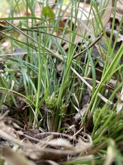 Carex reznicekii