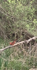 Cardinalis cardinalis