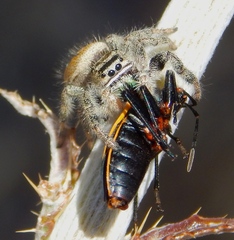 Phidippus californicus