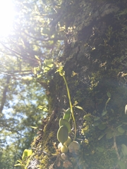 Bulbophyllum setaceum