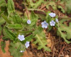 Bothriospermum secundum