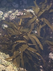 Lessoniaceae