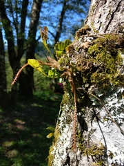 Oberonia arisanensis