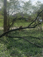 Sciurus niger