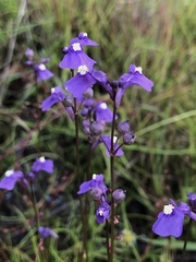 Utricularia beaugleholei orientalis