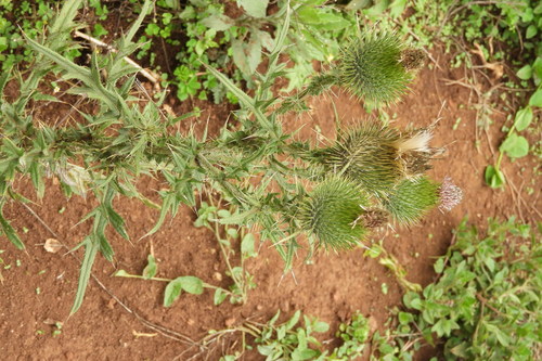 Bull Thistle