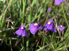 Utricularia beaugleholei